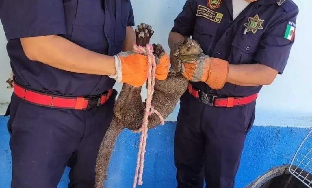 Capturan a jaguarundi tras atacar a una mujer en Mérida, Yucatán