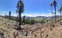 Realizan reforestación de 100 mil árboles en el Ajusco