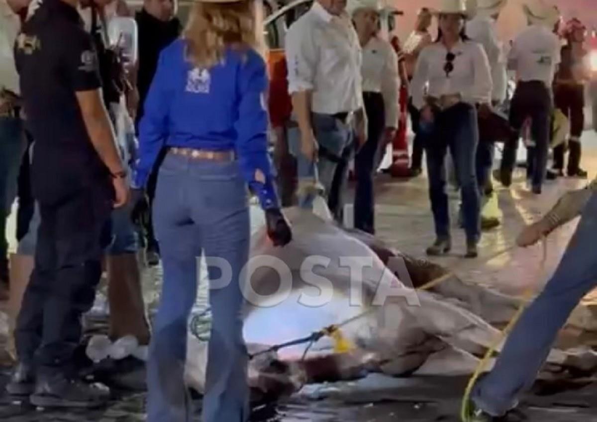 Un caballo  que participó en la cabalgata por el 427 aniversario de Monterrey sufrió un golpe de calor y cayó al piso. Foto: Especial