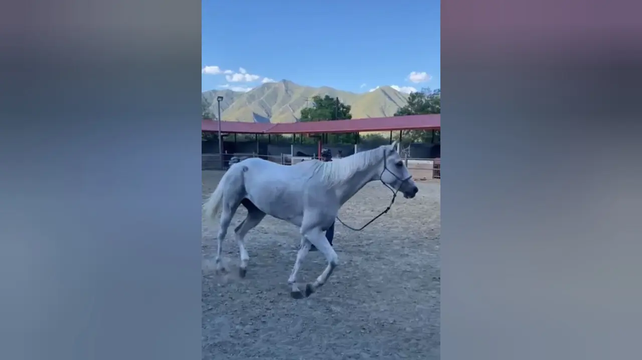 El caballo Pegaso, de 6 años, se recuperó tras desvanecerse al sufrir un golpe de calor en la cabalgata por el 427 aniversario de Monterrey. Foto: Especial