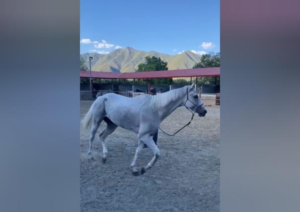 VIDEO: Se recupera Pegaso tras desvanecerse por golpe de calor en cabalgata