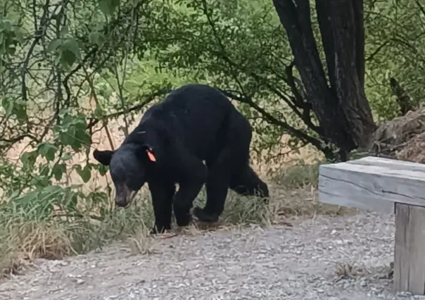 Capturan a oso en Río La Silla en Guadalupe, ¡sólo buscaba refrescarse!