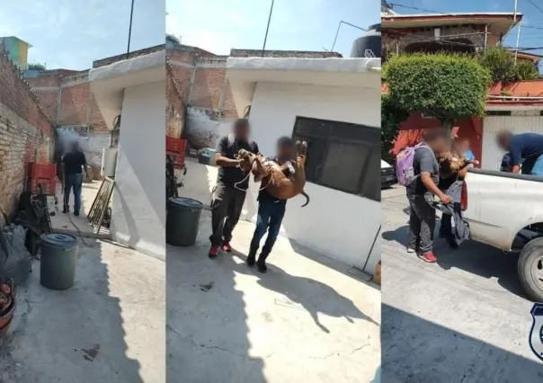 Aseguran a perro pitbull que atacó salvajemente a niño en Morelos