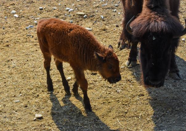 ¡Únete a la celebración! Nace un Bisonte Americano en la Pastora