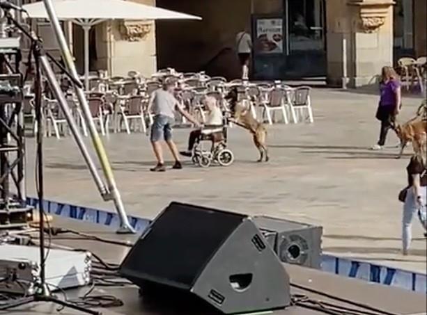 La escena fue captada en la plaza Mayor de Salamanca, donde el can fue captado empujando la silla de ruedas de su dueña. Foto: X @arde_bogota.