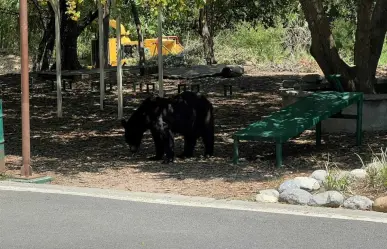 Osa con oseznos sorprende a vecinos de Lagos del Bosque en Monterrey