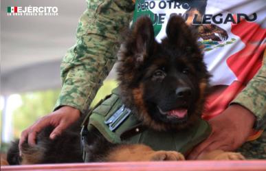 Arkadas debutó en el desfile militar del 16 de septiembre