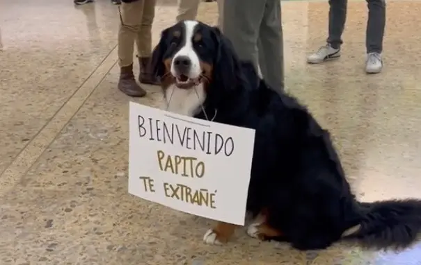 ¡Qué tierno! Recibe lomito a su dueño en aeropuerto