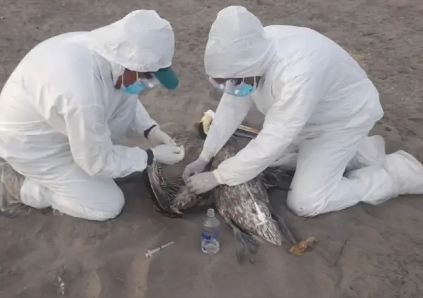 Amenaza posible brote de influenza aviar en Islas Galápagos