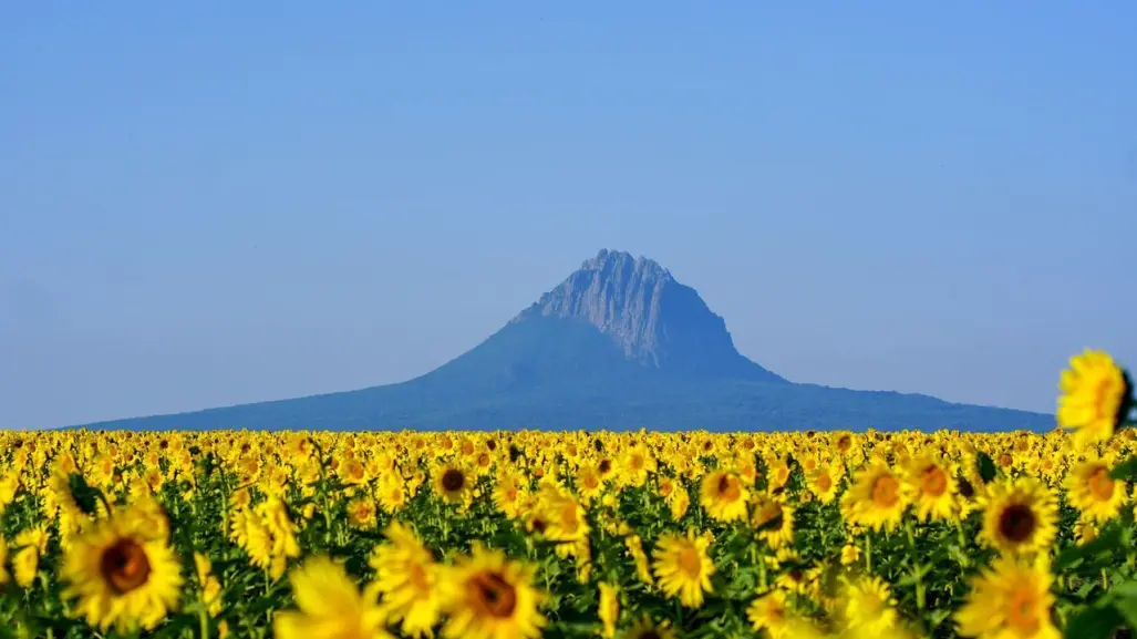 Preparan siembra para el Campo de Girasoles en Tamaulipas