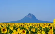 Preparan siembra para el Campo de Girasoles en Tamaulipas