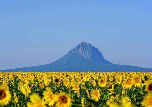 Preparan siembra para el Campo de Girasoles en Tamaulipas