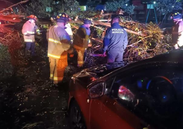 Árbol aplasta auto en Metepec, no reportan heridos