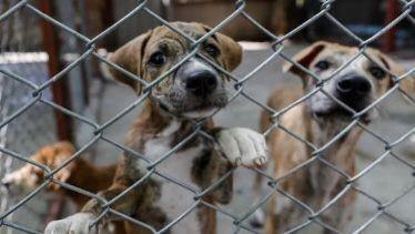 Un total de 191 perros ya encontraron un hogar por medio de adopciones.