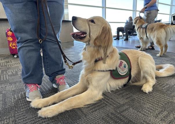 Paws With a Cause, entrenan a cachorros para ser asistentes de vuelo