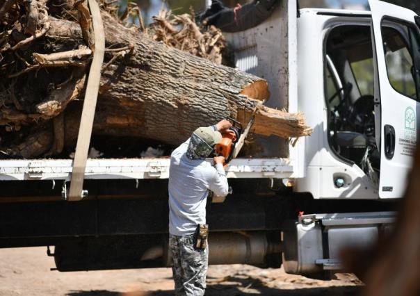 Retiran 38 árboles en regeneración de la Alameda