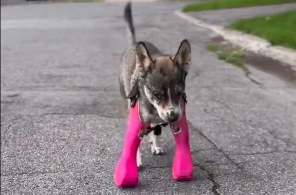 ¡Oum que tierno! Enamora perro discapacitado por caminar con prótesis