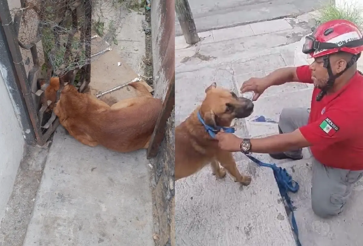 ¡Dónde te andas metiendo Firulais! Rescatan a lomito atorado en barandal