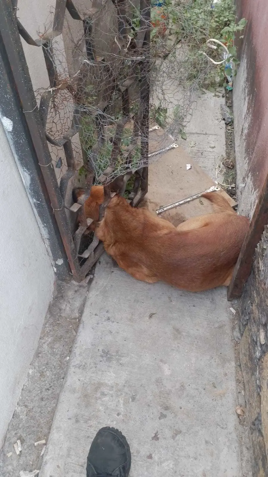 ¡Dónde te andas metiendo Firulais! Rescatan a lomito atorado en barandal