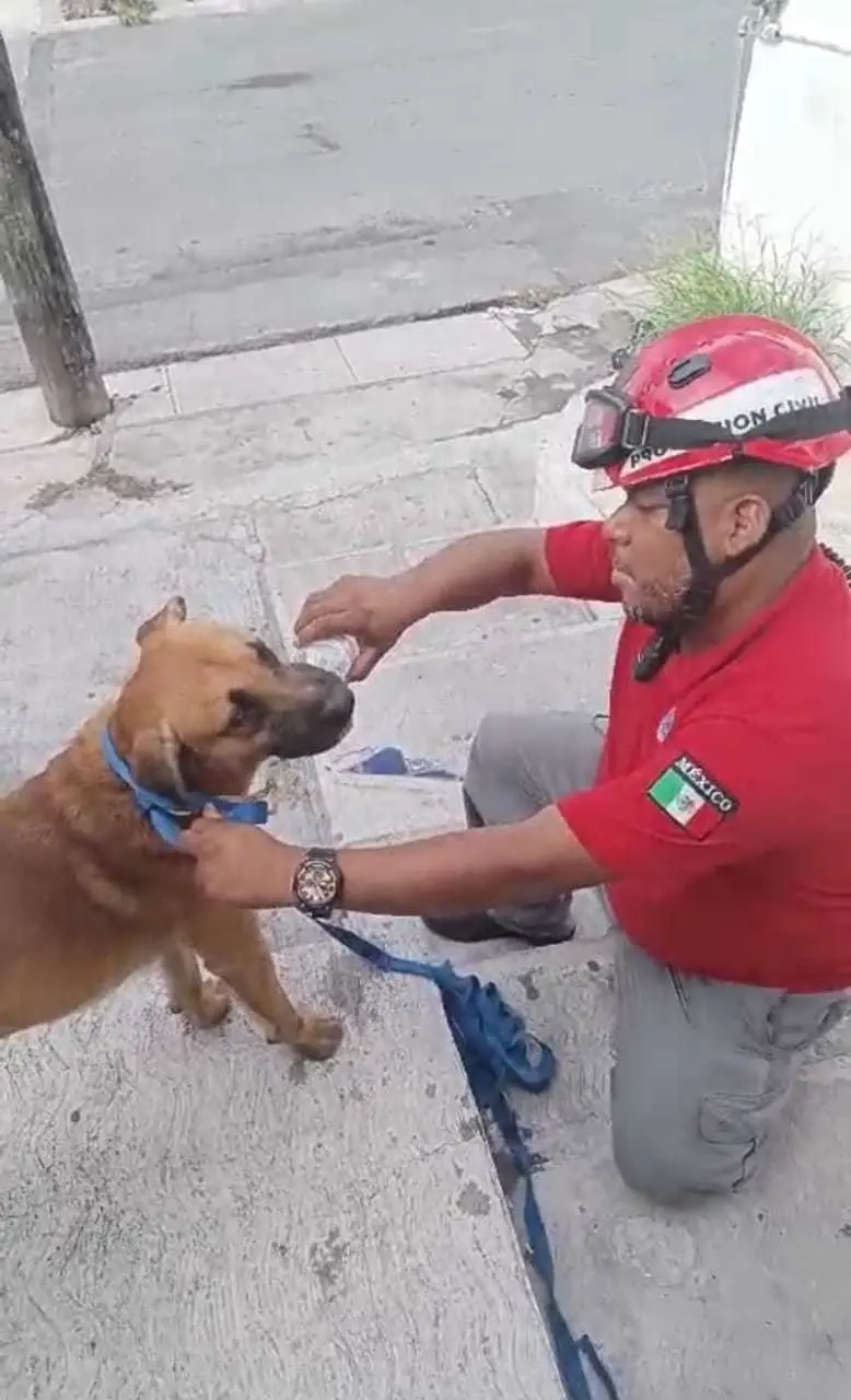 ¡Dónde te andas metiendo Firulais! Rescatan a lomito atorado en barandal