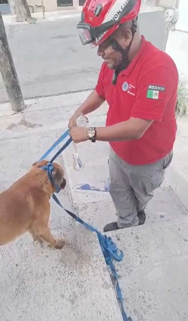 ¡Dónde te andas metiendo Firulais! Rescatan a lomito atorado en barandal