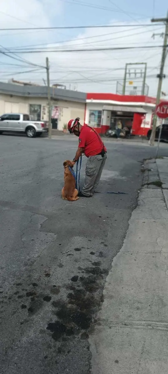 ¡Dónde te andas metiendo Firulais! Rescatan a lomito atorado en barandal