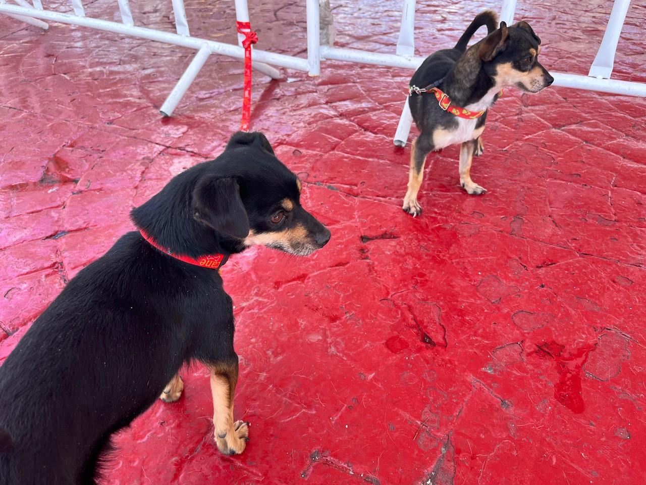 Festican se realizará este 22, 23 y 24 de septiembre en Ecatepec y busca recolectar 3 toneladas de croquetas para perritos en condiciones vulnerables. Foto: Itzel Negrete