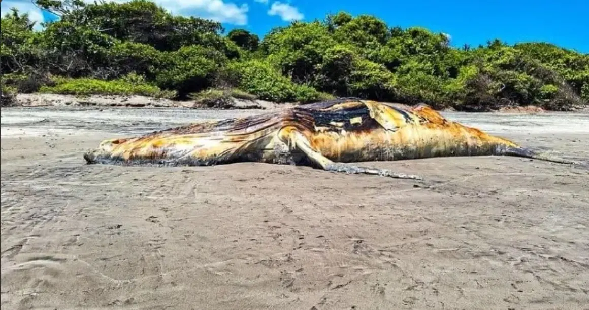 El cetáceo, de 15 metros de longitud, fue hallado en el Área Natural Protegida el Caballito, informó el Ministerio de Medio Ambiente y Recursos Naturales (MARN). Foto: Cortesía/ MARN