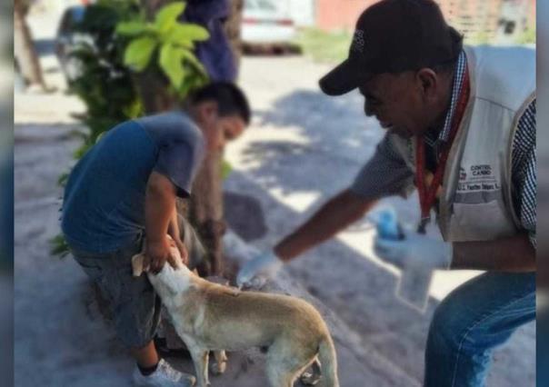 Luchan contra las garrapatas en Gómez Palacio