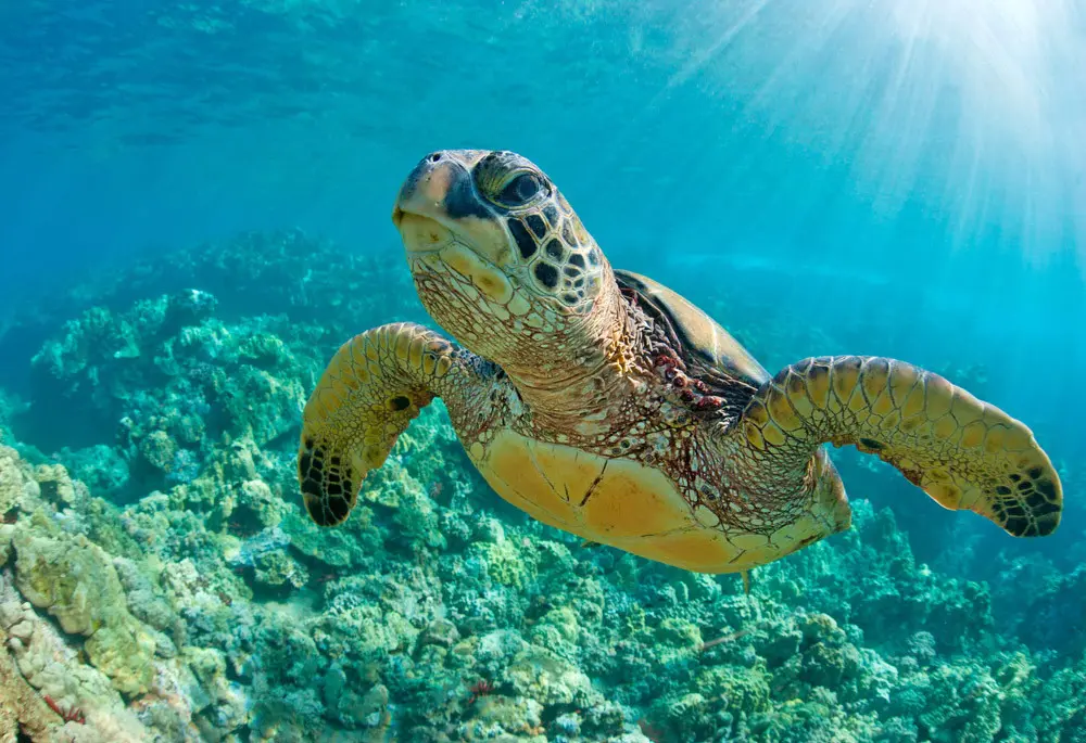 la tortuga marina más grande del mundo, la “Laúd” anidó en el Área Natural Protegida Xcacel-Xcacelito. Foto. Ilustrativa. Gobierno de México