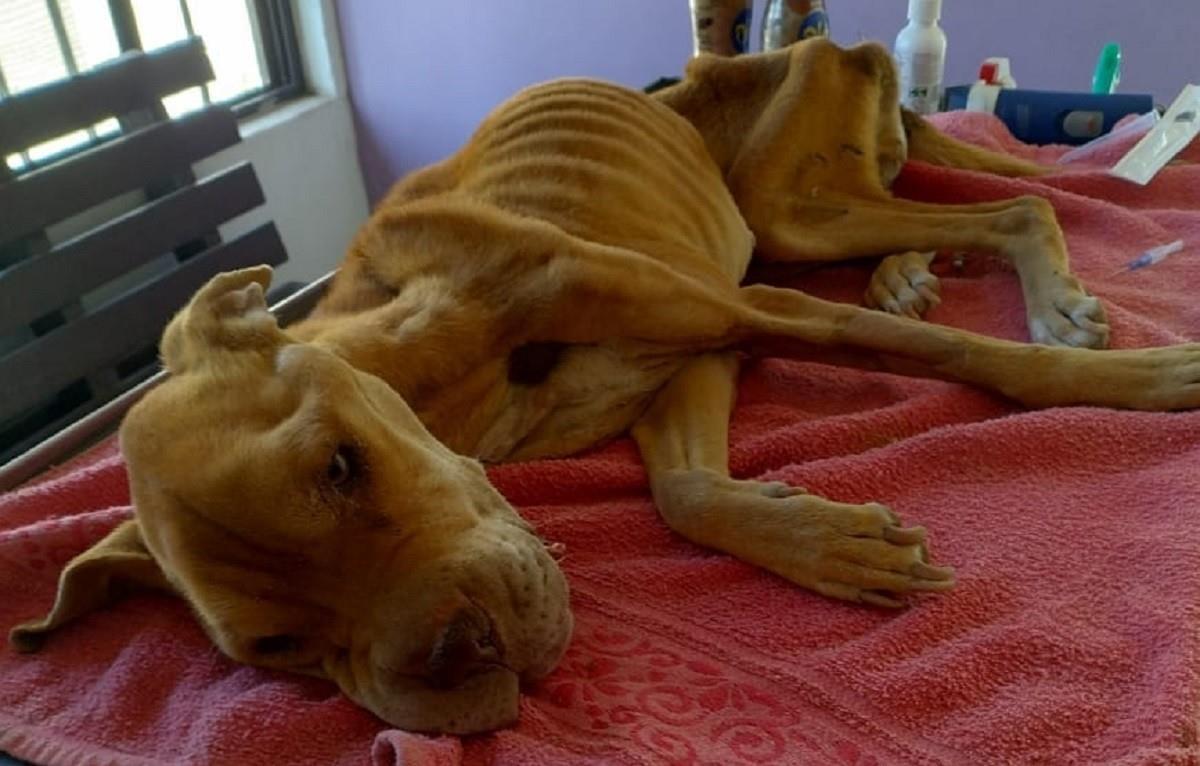 La perrita sufría de maltrato animal ya que además no le ponen comida ni agua. Foto: Facebook Adopta una Mascota Zacatecas