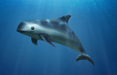 Comparte México con la UNESCO, planes para proteger a la Vaquita Marina