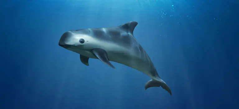 Comparte México con la UNESCO, planes para proteger a la Vaquita Marina