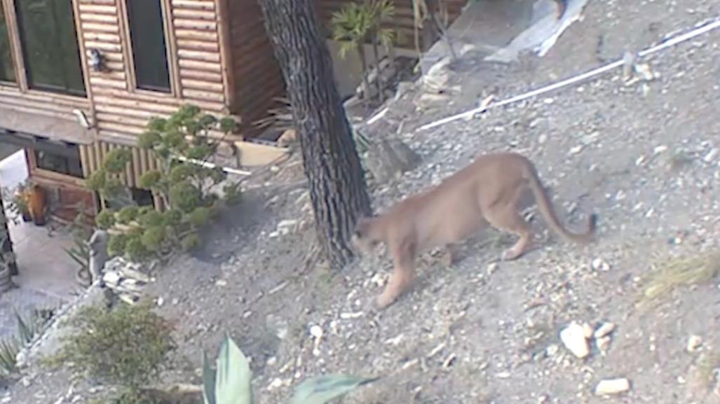 VIDEO: Sigue rondando puma en Sierra de Santiago