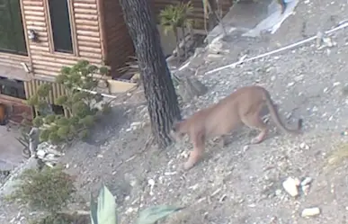 VIDEO: Sigue rondando puma en Sierra de Santiago