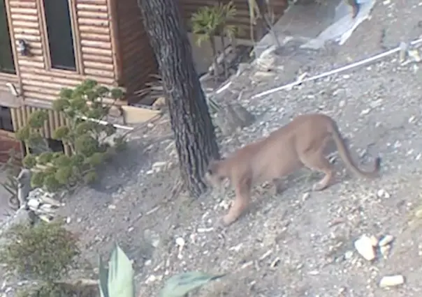 VIDEO: Sigue rondando puma en Sierra de Santiago