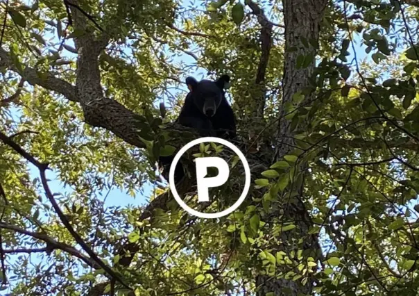 Captan a oso en lo alto de un árbol en Pesquería