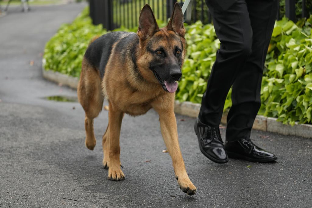 Perro de Biden muerde a otro agente del Servicio Secreto