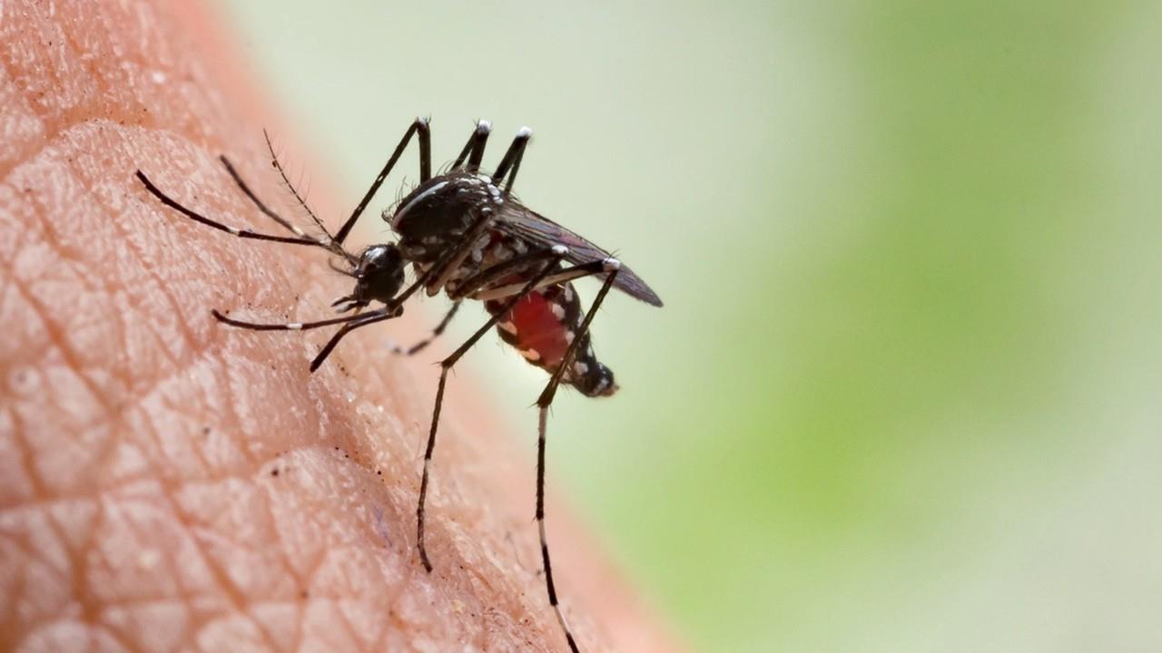 La transmisión del paludismo se da a través de la picadura de mosquitos infectados. Foto: Antena 3.