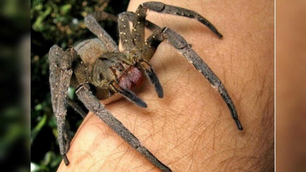 Científicos de Brasil crean pomada para disfunción erectil con veneno de araña