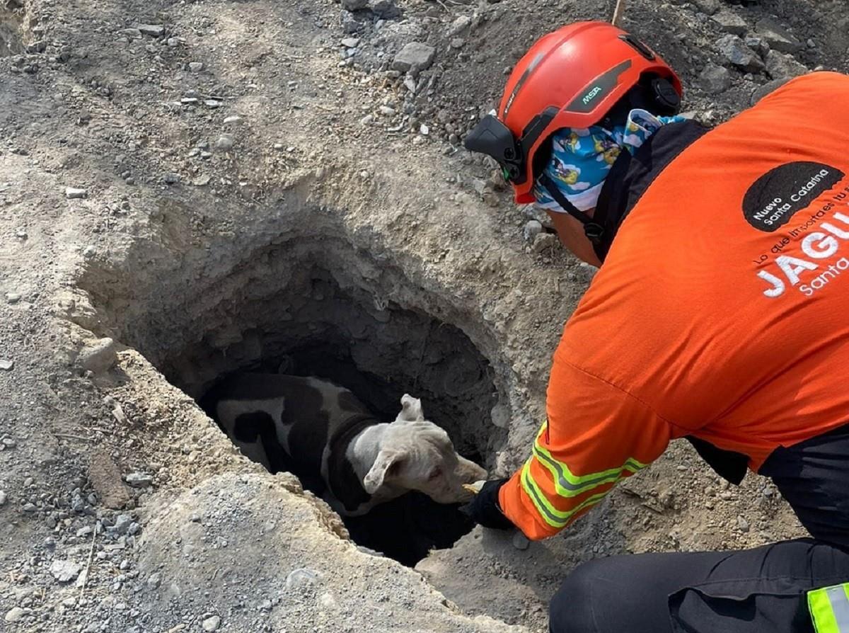 Rescatan a perrito ciego en un pozo de Parque Lineal en Santa Catarina