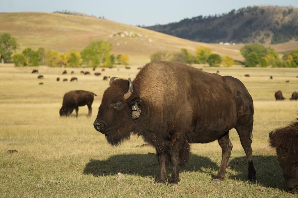 Bisontes pastan en el parque estatal Custer, el jueves 21 de septiembre de 2023, cerca de Custer, Dakota del Sur. (AP Foto/David Zalubowski)