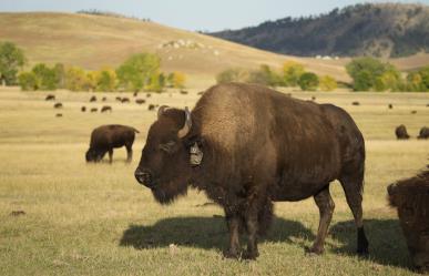 Vaqueros de Dakota del Sur arrean mil 500 bisontes ¡como en el viejo oeste!