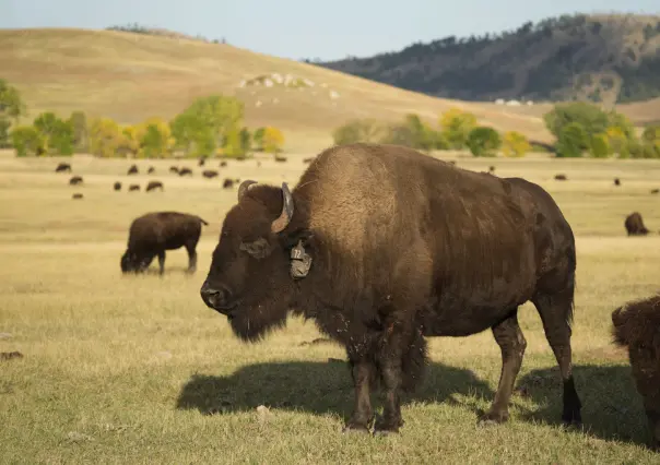 Vaqueros de Dakota del Sur arrean mil 500 bisontes ¡como en el viejo oeste!