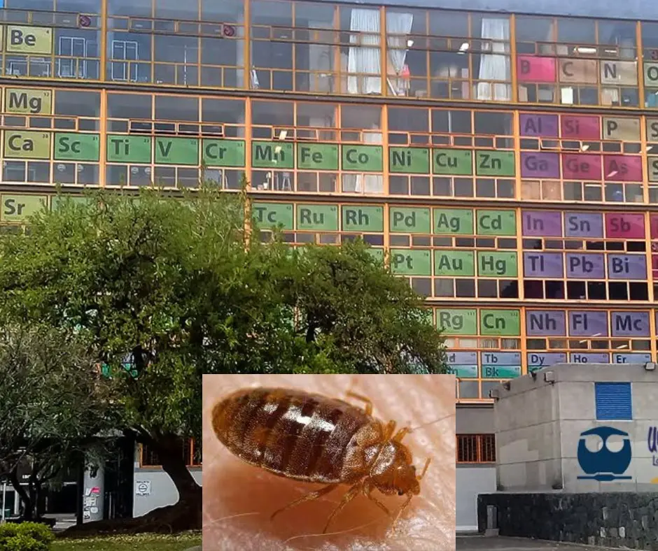 Fumigación en Facultad de Química UNAM por plagas de chinches: Suspenden clases. Foto: Especial