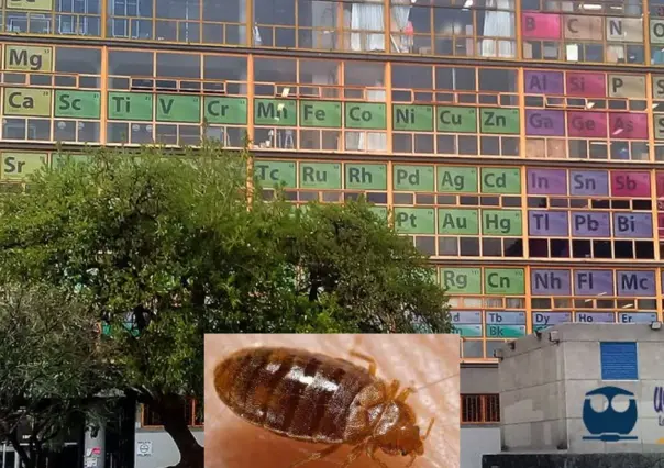 Fumigación en Facultad de Química UNAM por plagas de chinches: Suspenden clases