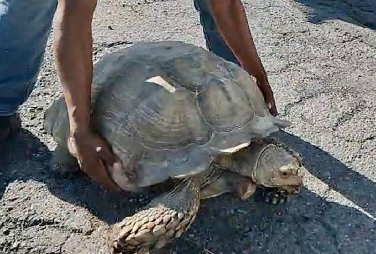 Enorme tortuga para el tráfico en Libramiento de Victoria