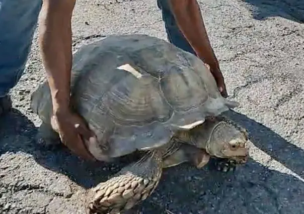 Enorme tortuga para el tráfico en Libramiento de Victoria