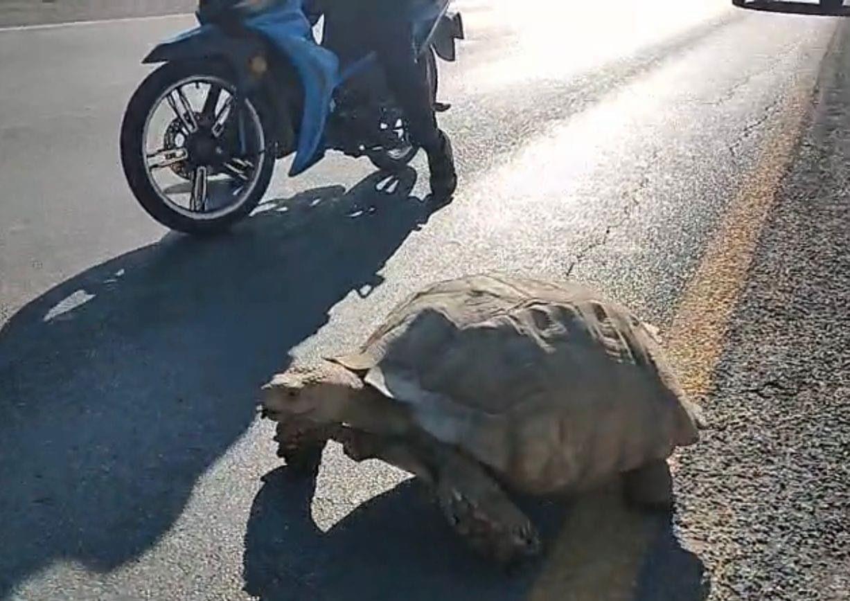 Enorme tortuga para el tráfico en Libramiento de Victoria
