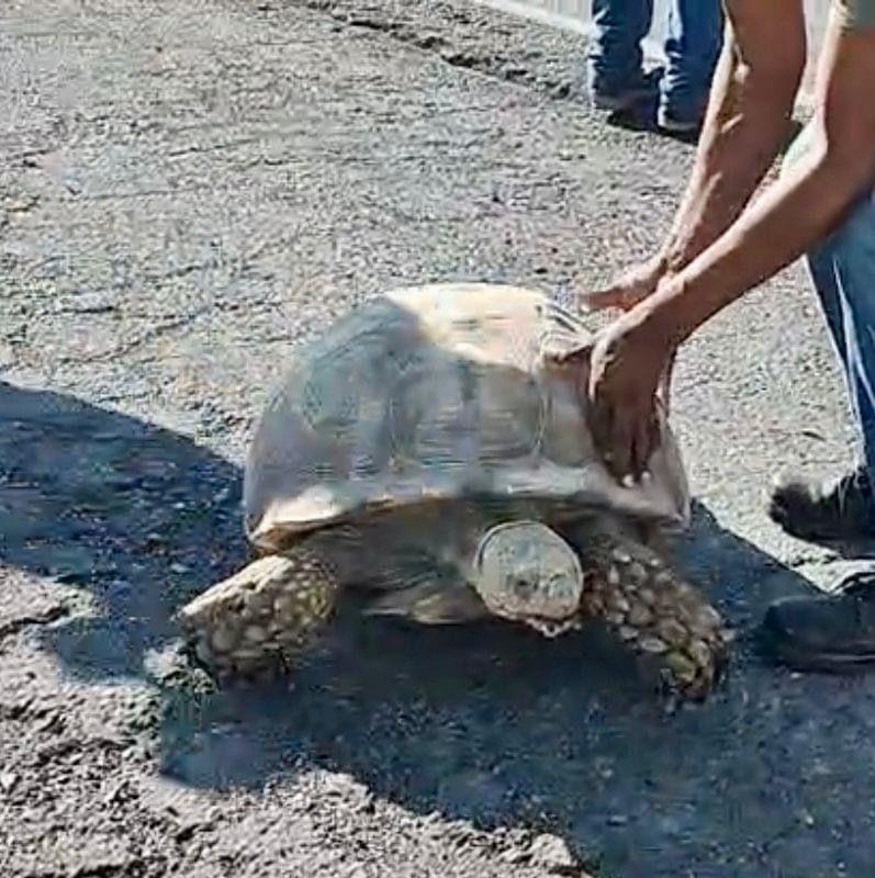 Enorme tortuga para el tráfico en Libramiento de Victoria